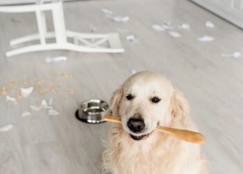 Por que seu cachorro destrói tudo quando fica sozinho, segundo especialistas