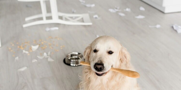 Cachorro - Créditos: depositphotos.com / IgorVetushko