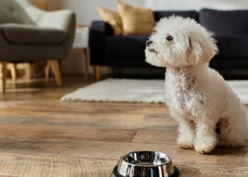 O erro comum que pode colocar a vida do seu cachorro em risco depois do passeio