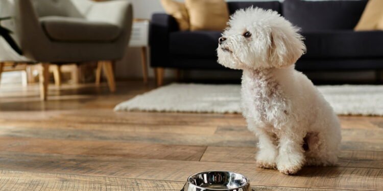 O erro comum que pode colocar a vida do seu cachorro em risco depois do passeio
