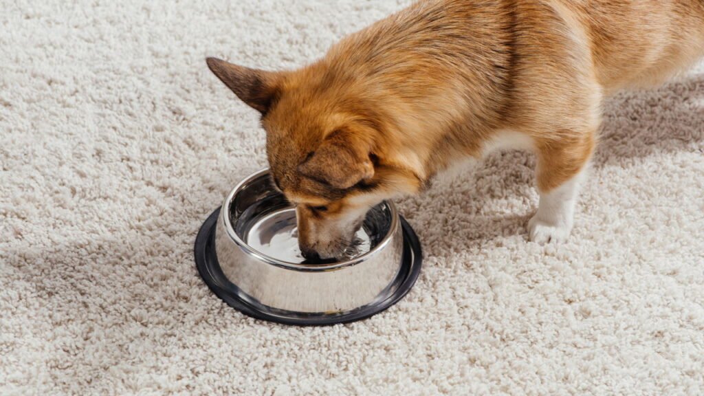 O erro comum que pode colocar a vida do seu cachorro em risco depois do passeio