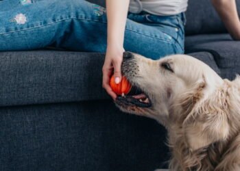 As melhores ideias de brinquedos caseiros para deixar seu cachorro feliz
