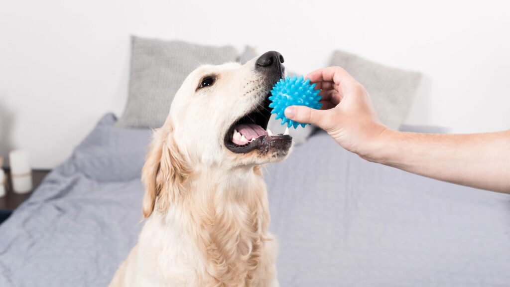 As melhores ideias de brinquedos caseiros para deixar seu cachorro feliz