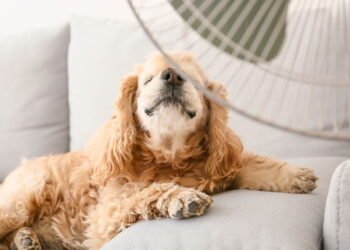 7 raças de cães que sofrem mais no calor e dicas para proteger