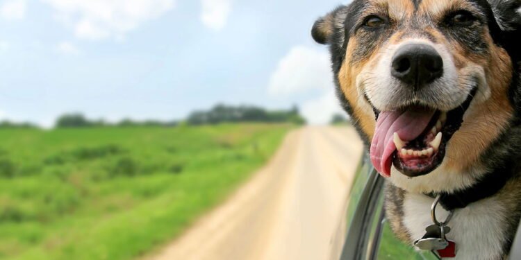 O melhor guia para evitar enjoos em cães durante viagens de carro