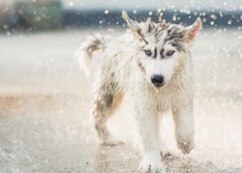 Cuidados extras para pets em dias de chuva: umidade, fungos e resfriados