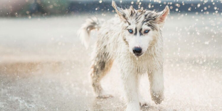 Cuidados extras para pets em dias de chuva: umidade, fungos e resfriados