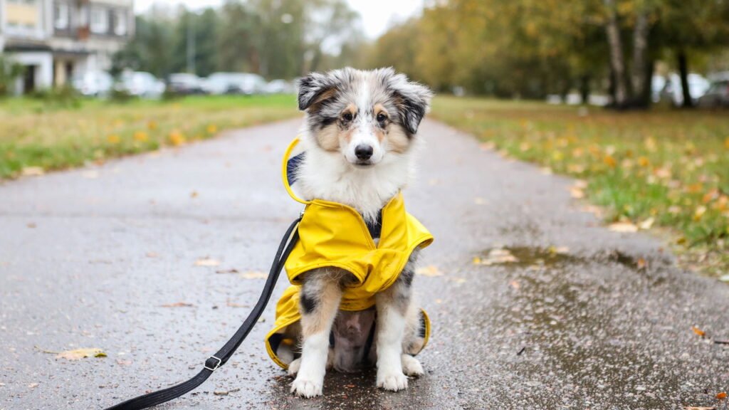 Cuidados extras para pets em dias de chuva: umidade, fungos e resfriados