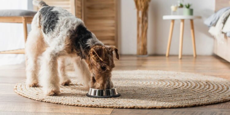 Cachorro sem fome no calor? Descubra o que pode estar por trás da perda de apetite