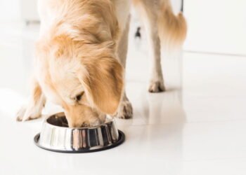 7 alimentos humanos que você nunca deve dar ao seu cachorro