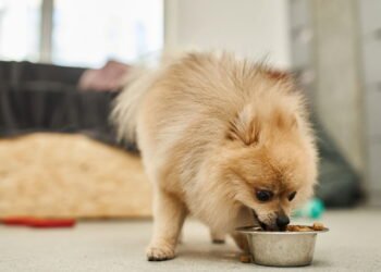 8 alimentos comuns que jamais devem ser oferecidos ao seu cão