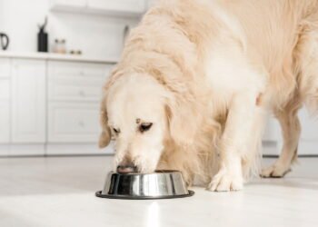 O melhor jeito de alimentar seu pet com saúde e gastando pouco