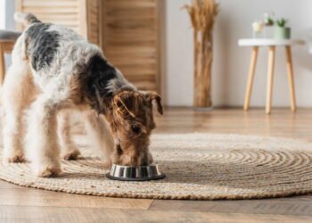 Dicas para introduzir alimentação natural de forma segura para cães e gatos