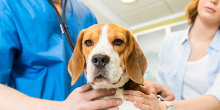 O maior sinal de alerta quando cachorro não quer comer segundo veterinários