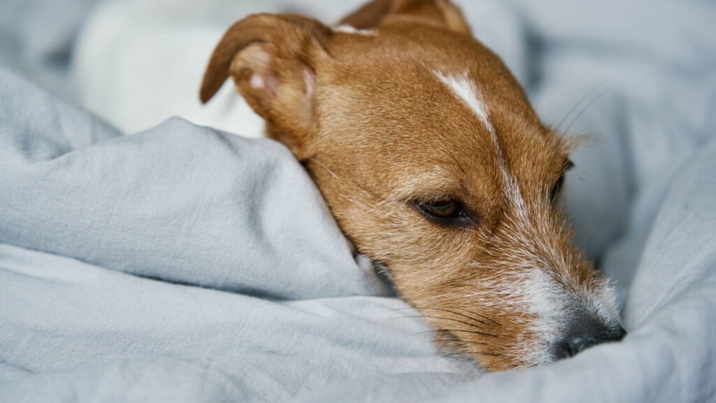 Como organizar um kit de primeiros socorros para pets em casa
