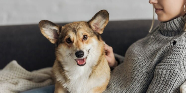 Como o cachorro escolhe sua pessoa preferida, de acordo com veterinários