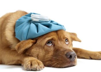 A verdade sobre o inverno que todo tutor de cachorro precisa saber