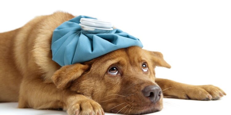 A verdade sobre o inverno que todo tutor de cachorro precisa saber