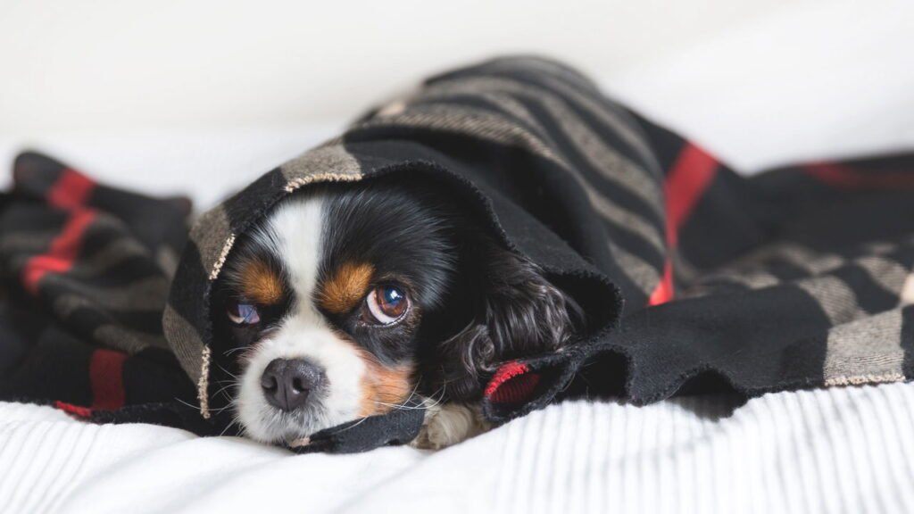 A verdade sobre o inverno que todo tutor de cachorro precisa saber