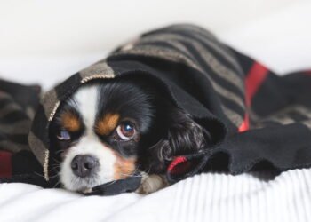 O erro comum que coloca cães em risco nos dias frios e poucos percebem