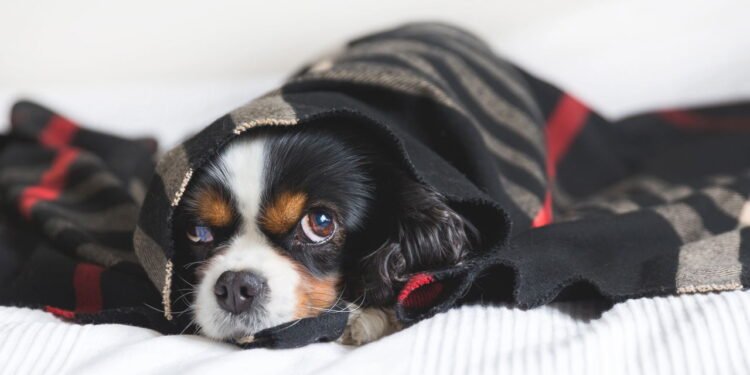 O erro comum que coloca cães em risco nos dias frios e poucos percebem