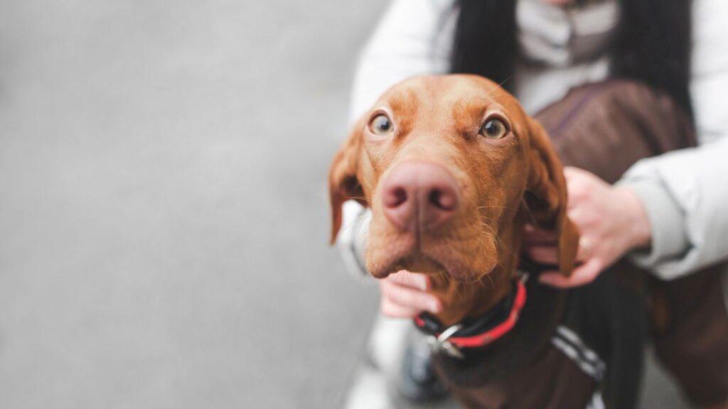 O erro comum que coloca cães em risco nos dias frios e poucos percebem