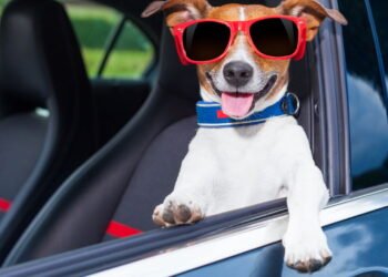 O melhor jeito de viajar de carro com pets sem estresse ou riscos