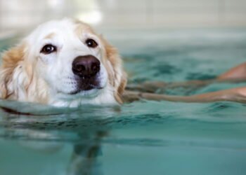 7 regras obrigatórias para levar cachorro à piscina com segurança