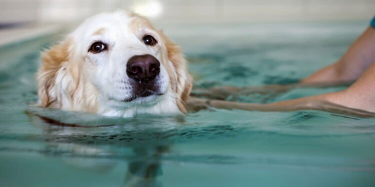 7 regras obrigatórias para levar cachorro à piscina com segurança