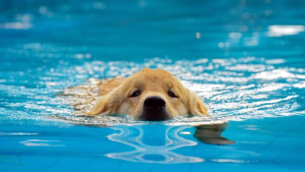7 regras obrigatórias para levar cachorro à piscina com segurança