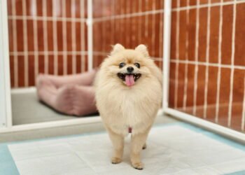 Como ensinar seu pet a fazer xixi no lugar certo mesmo morando em apartamento