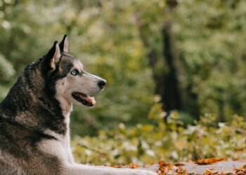 5 raças de cães que não combinam com casas pequenas