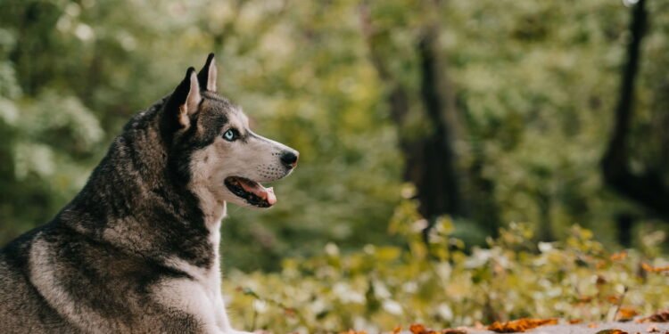 5 raças de cães que não combinam com casas pequenas