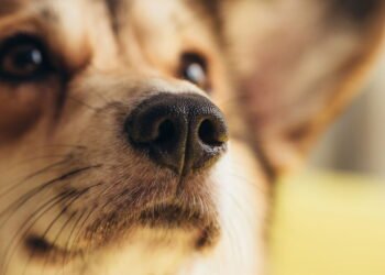 5 erros que novos tutores cometem ao adotar um cachorro e como corrigir