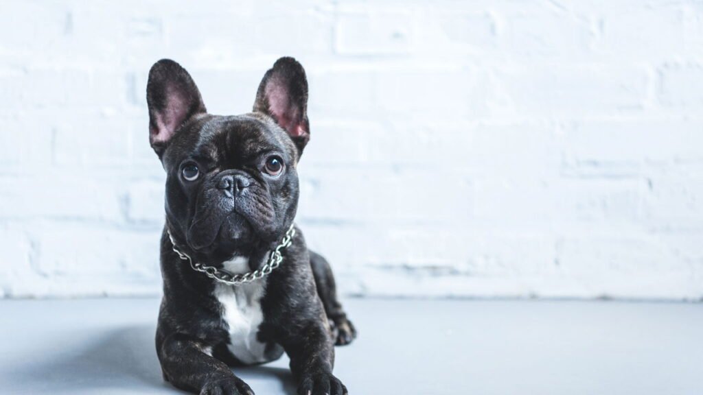 5 sinais de que seu cachorro entende suas emoções negativas