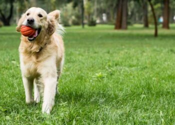 Por que seu cachorro gosta de lamber seus pés, e o que isso significa?