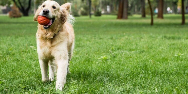 Por que seu cachorro gosta de lamber seus pés, e o que isso significa?