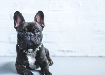 A atitude silenciosa dos cães que pode ser um pedido de socorro