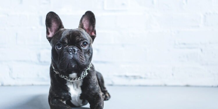 A atitude silenciosa dos cães que pode ser um pedido de socorro