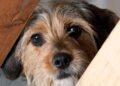 Cães entendem emoções humanas? O que a ciência descobriu