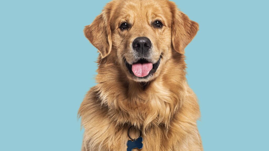 7 sintomas em cães que exigem atenção imediata segundo veterinários