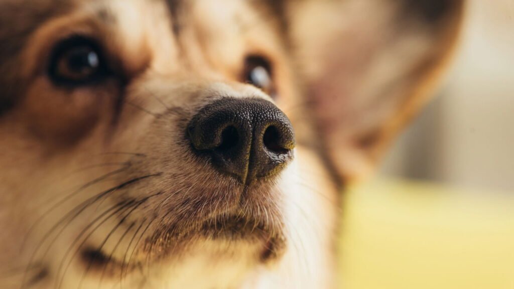 O que seu cachorro quer dizer quando chora sozinho e ninguém vê