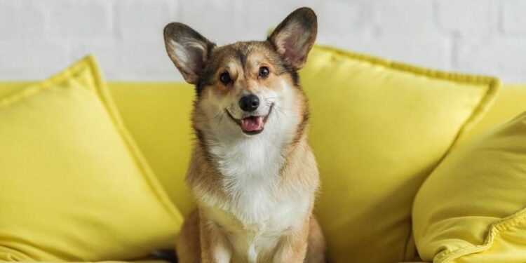 O que ninguém te conta sobre dividir a cama com o cachorro nas noites frias