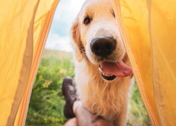 Por que seu cachorro te acompanha o tempo todo pela casa segundo especialistas