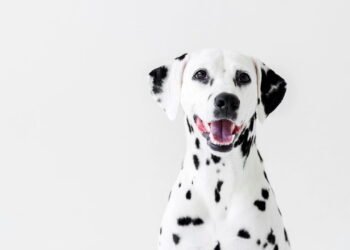 As 5 raças de cães mais baratas e fáceis para quem está começando