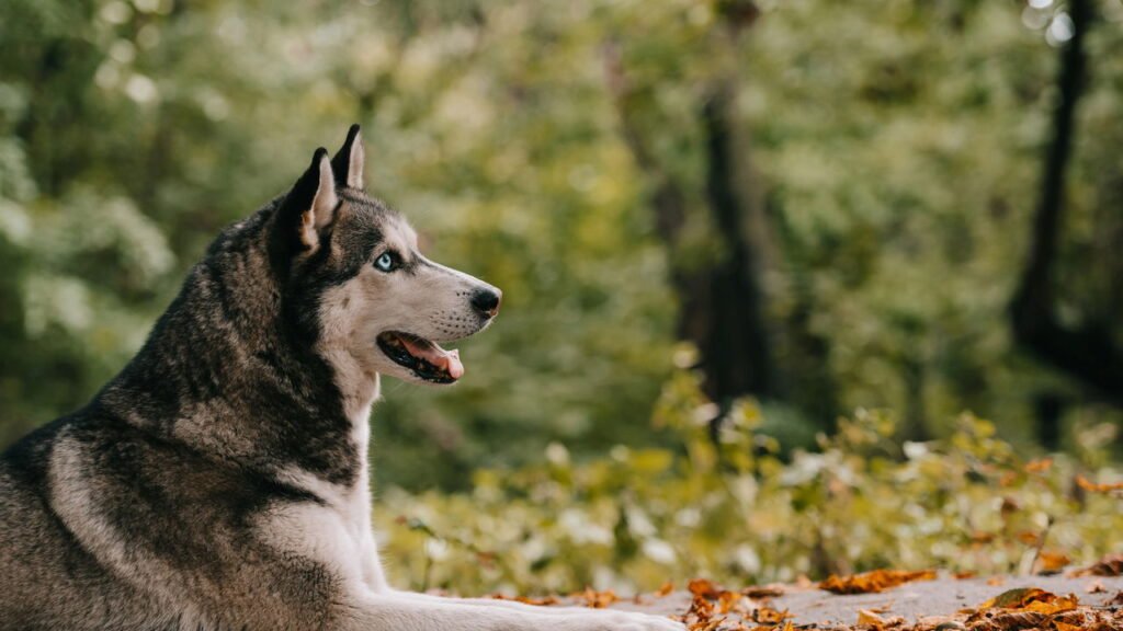 Como identificar sinais de dor em animais de estimação