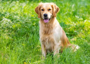 Dicas para estimular o exercício físico diário do seu pet em apartamentos