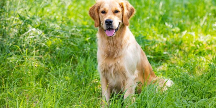 Dicas para estimular o exercício físico diário do seu pet em apartamentos