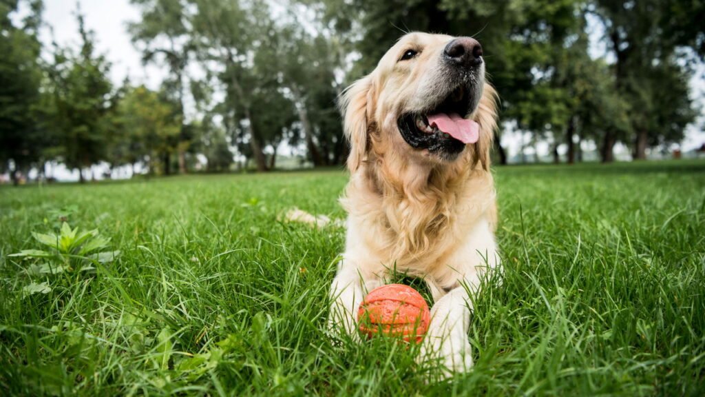 Dicas para estimular o exercício físico diário do seu pet em apartamentos