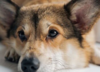 Como prevenir acidentes domésticos comuns com filhotes